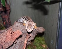 snegleskink IMG_3289